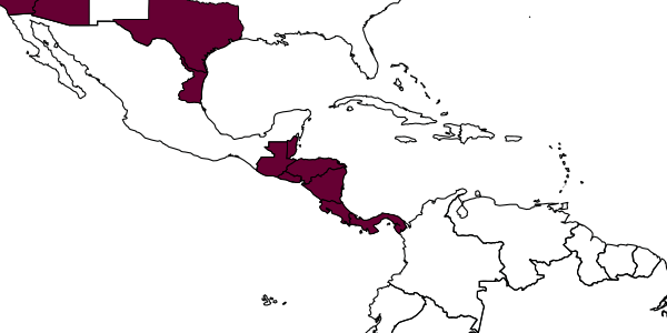 map of Conura phoenica     (Burks, 1940)